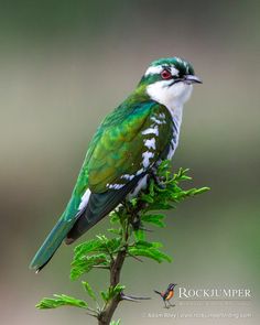 a green and white bird sitting on top of a tree branch