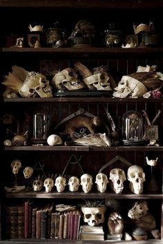 black and white photograph of shelves filled with skulls, books and other items on top of them