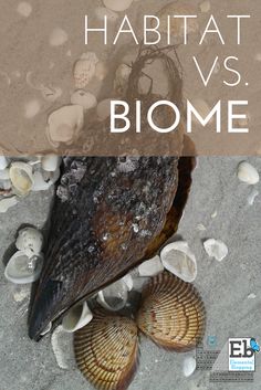 the cover of habitat vs biome, with shells and seaweed on the sand