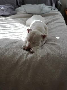 a white dog laying on top of a bed