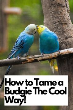 two blue and yellow birds sitting on top of a tree branch with the words how to tame a budgie the cool way