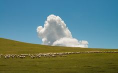 a herd of sheep walking across a lush green field under a large cloud in the sky