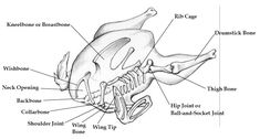 an animal's skull and its parts labeled in black and white, including the bones