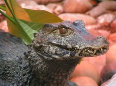 an alligator is sitting on some rocks with a plant in it's mouth and eyes