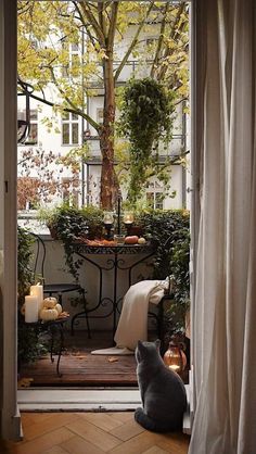 a cat sitting on the floor looking out an open door to a patio with potted plants