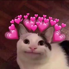 a white cat with pink hearts on it's head looking up at the camera