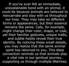 True Identity, Small Detail, Spiritual Journey, Spirit Animal, Dog Life, Our Life, Spirituality