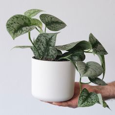 a person holding a potted plant in their hand