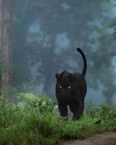 a black panther walking across a lush green forest