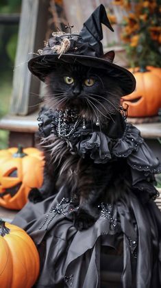 a black cat wearing a witches hat and dress