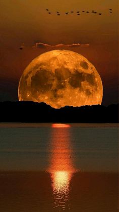 the full moon is seen over water with birds flying in the sky and on the horizon