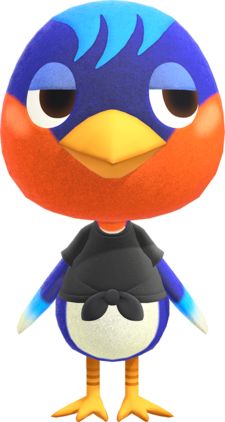 a blue and orange bird wearing a black shirt