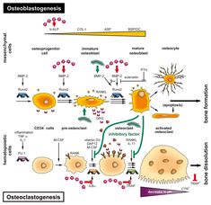 Tissue Engineering, Aging Population, Pregnancy Health, Growth Factor, Biochemistry, Stem Cells, Natural Products, Deep Sea