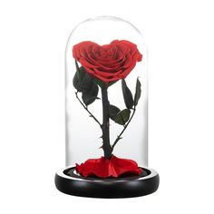 a red rose is under a glass dome