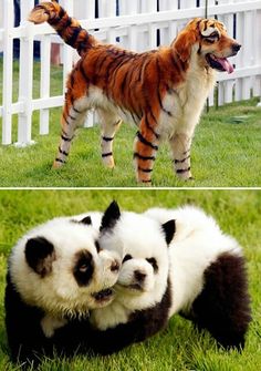 two pictures of panda bears in the grass and one with its head on another bear's back