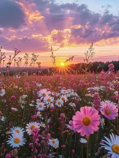 the sun is setting over a field full of daisies and wildflowers in bloom