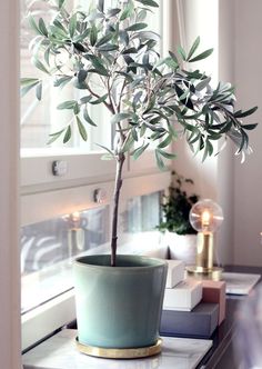 a potted plant sitting on top of a table next to a window sill