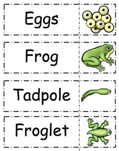 the frog and toad match up with each other to find which one is right for them