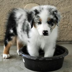 a puppy standing in a black bowl on the cement floor next to a concrete wall