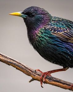 a colorful bird sitting on top of a tree branch