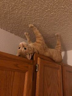 a cat laying on top of a wooden cabinet with its front paws in the air