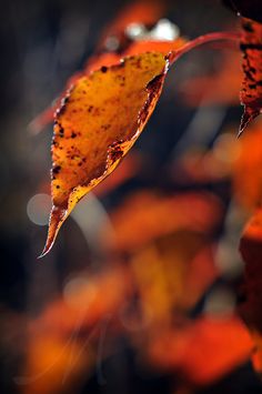 a leaf is hanging upside down in the air