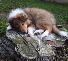 a brown and white dog laying on top of a tree stump