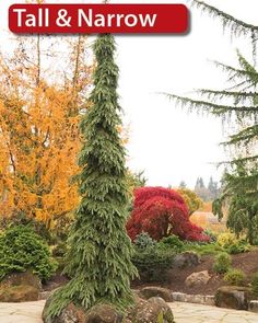 a tall tree sitting in the middle of a garden next to some rocks and trees