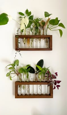 two wooden shelves filled with plants on top of a wall