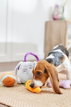 a beagle puppy playing with his toys on the floor in front of a cat