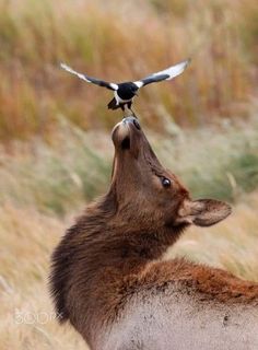 a bird is perched on the back of a deer's head as it pecks at another animal