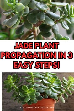 jade plant with text that reads jade plant propagation in 3 easy steps,