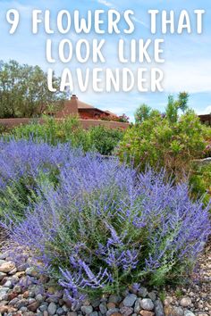 flowers that look like lavender in the garden with text overlay saying 9 flowers that look like lavender