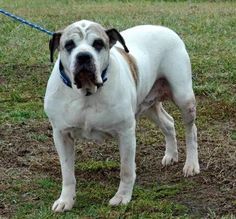 a white and brown dog standing on top of a grass covered field next to a blue leash