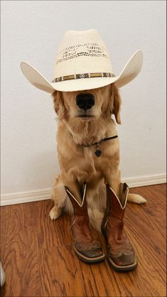 a dog wearing a cowboy hat sitting on top of a wooden floor next to a pair of boots