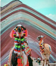 two llamas standing in front of a mountain with colorful decorations on their heads