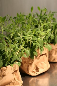 several bags filled with green plants sitting on top of a table