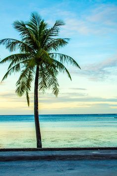 a lone palm tree sitting on the side of a road next to the ocean at sunset