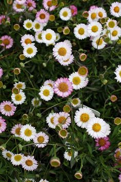 many white and yellow flowers in a field