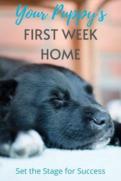 a black dog laying on top of a white floor next to a wooden chair with the words, your puppy's first week home