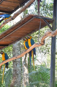 three parrots are perched on the branch of a tree in their caged area