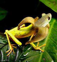 a yellow frog sitting on top of a green leaf