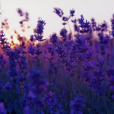 purple flowers are in the foreground with a white sky in the backround