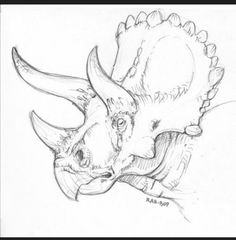 a pencil drawing of a rhinoceros head