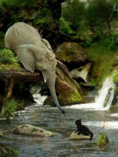 an elephant and a black cat are in the water near some rocks, grass and trees