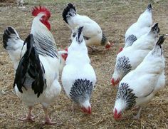 several white and black chickens standing around in the grass