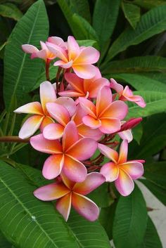 pink and yellow flowers with green leaves in the background