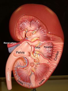 an image of the anatomy of the human body and its major organs, including the kidney