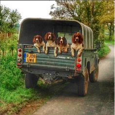 four dogs sitting in the back of a pick up truck on a country road with grass and trees