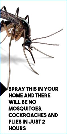 a mosquito with the caption spray this in your home and there will be no mosquitoes cockroaches and flies in just 2 hours